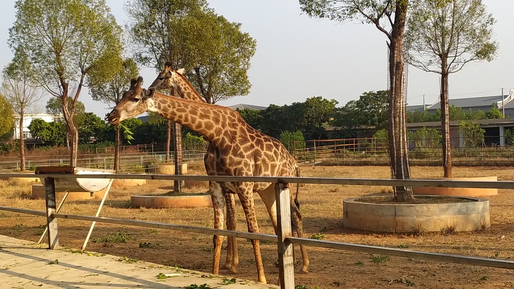 平南雄森动物园游记