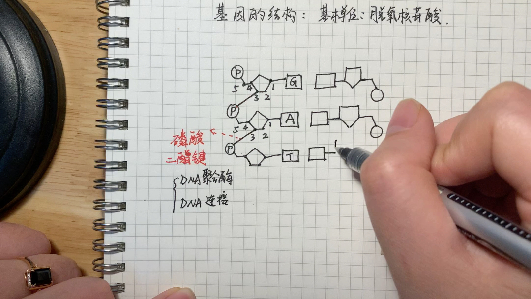 DNA的结构哔哩哔哩bilibili