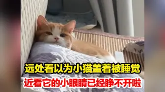 Download Video: 远处看以为小猫盖着被睡觉，近看它的小眼睛已经睁不开啦，小猫扭头眯眼也太可爱了