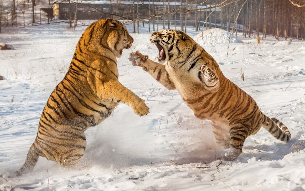 一雄一雌两只圈养东北虎打架