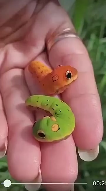 银月豹凤蝶的幼虫居然长这样!好漂亮啊!