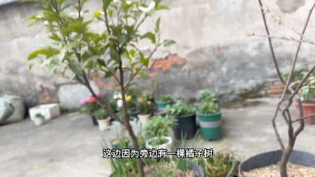 记录芍药的生长过程哔哩哔哩bilibili