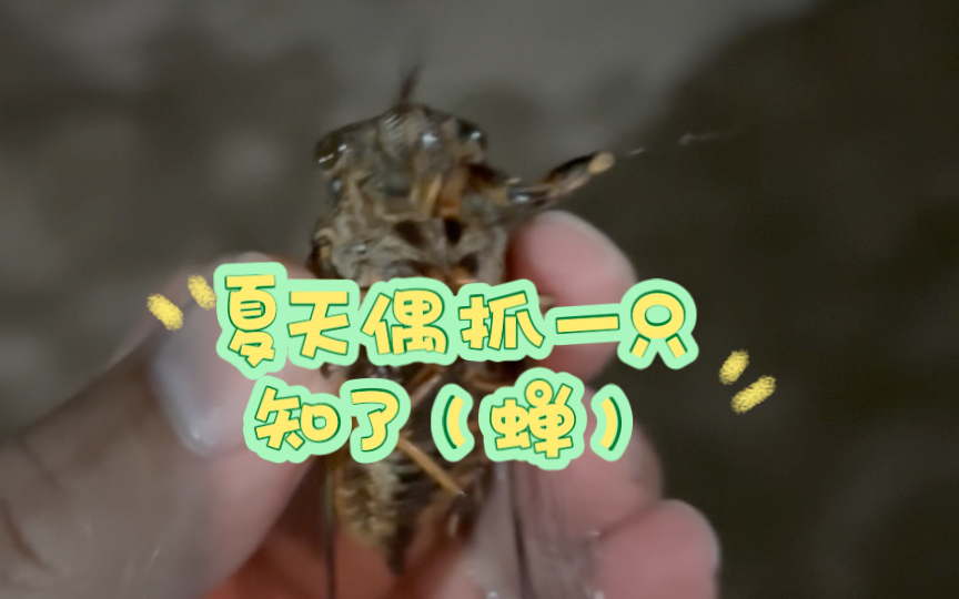 偶抓一只知了(蝉)听听叫声-大李生活-大李生活-哔哩哔哩视频