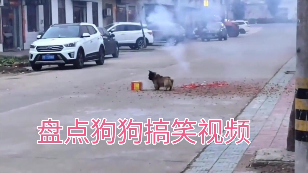 经典爆笑名场面合集 盘点放鞭炮狗狗的搞笑视频