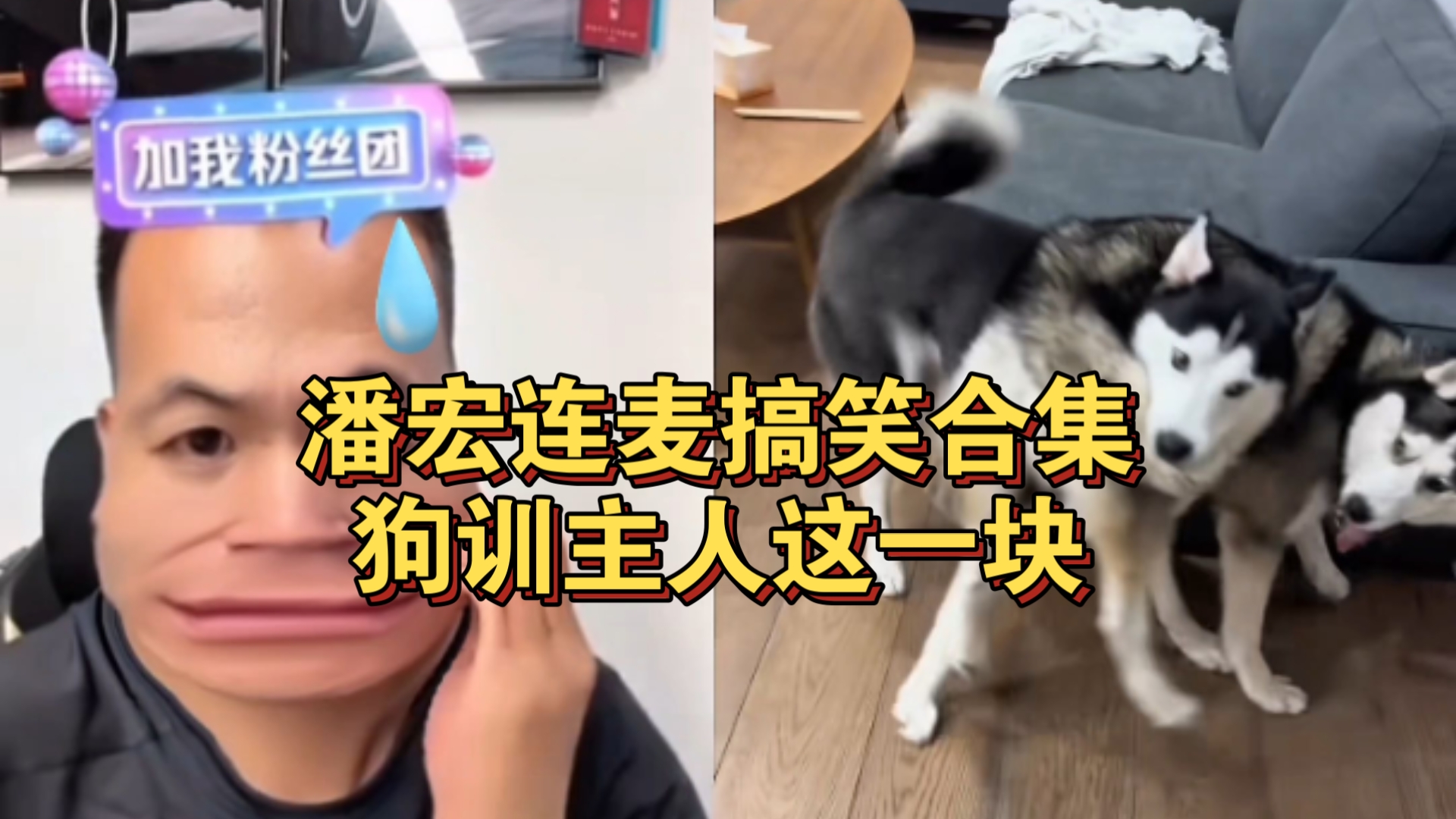 潘宏连麦搞笑合集,狗训主人这一块,倒反天罡-潘宏愛玩狗呀-潘宏愛玩狗呀-哔哩哔哩视频