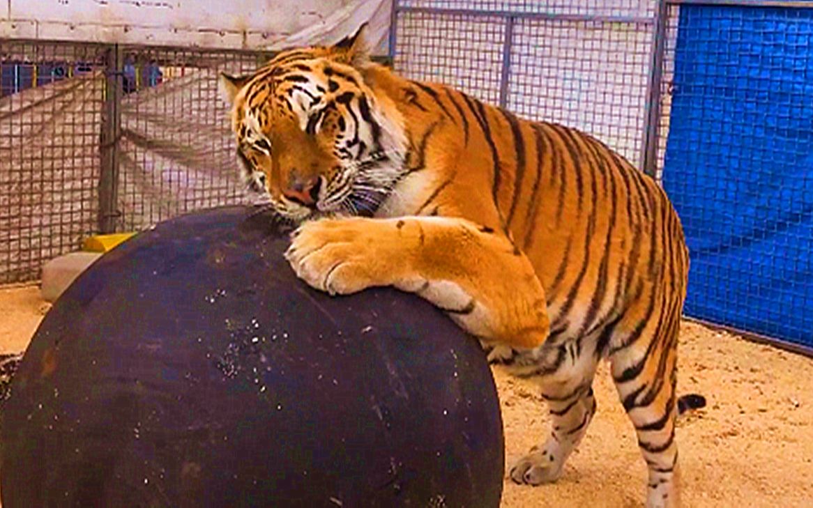 【老虎】大猫就得玩大球_哔哩哔哩_bilibili