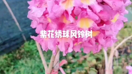 紫花绣球风铃树哔哩哔哩bilibili