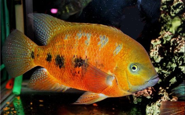 【观赏鱼】新金火口产卵