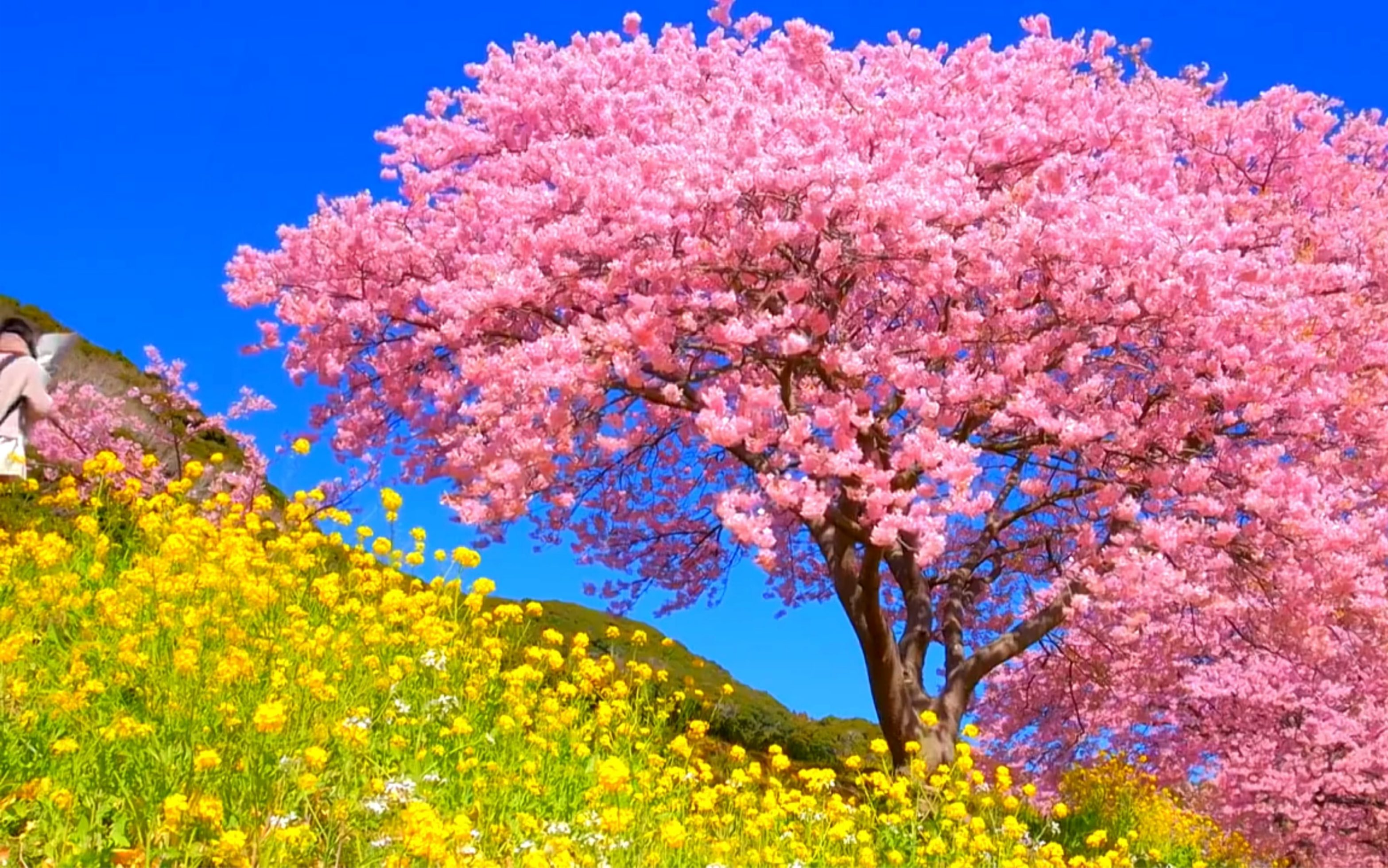 樱花和油菜花是春天绝妙的配色