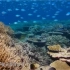 自然类纪录片《蓝色星球ll》No.1同一片海洋 No.2深海 精彩片段合集。网友：每一帧都是精品。