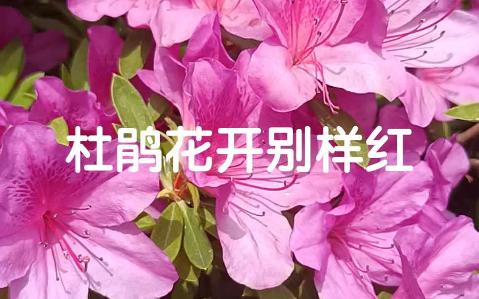 [图]杜鹃花开别样红