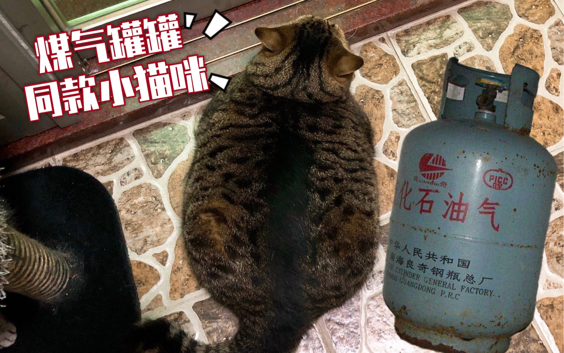 萌猫养成罐图片