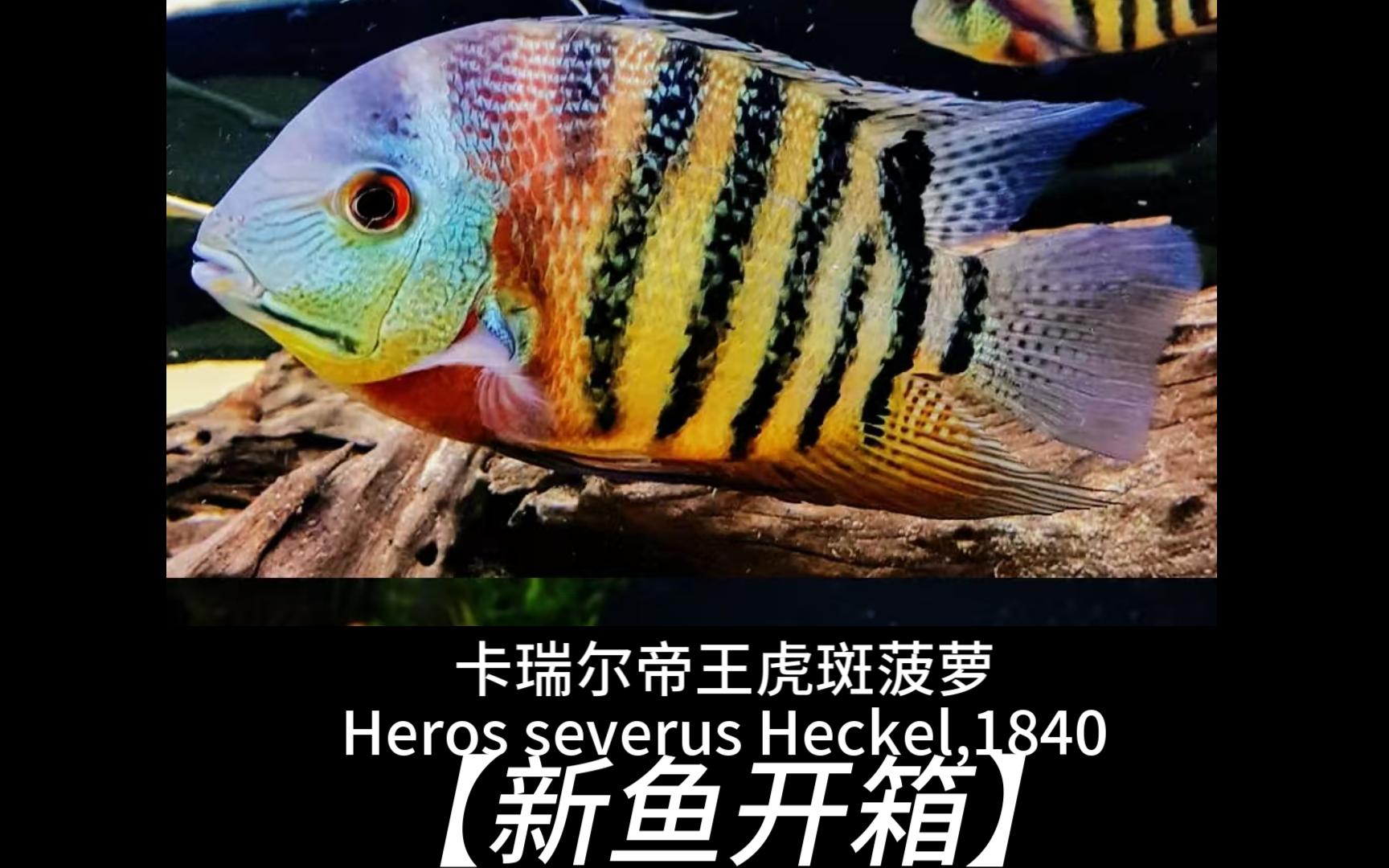 【新鱼开箱】第四期 卡瑞尔帝王虎斑菠萝heros severus heckel,1840