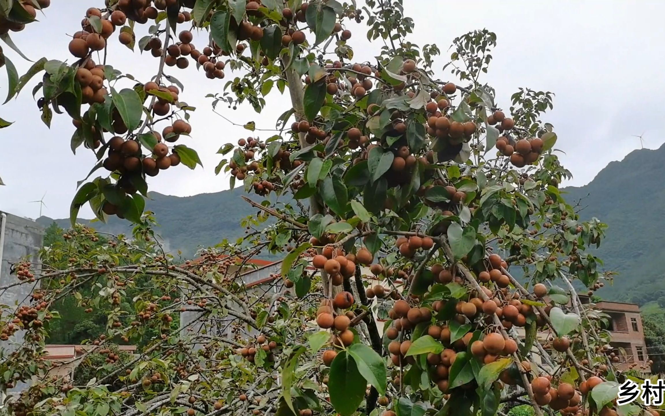 初秋时节,家乡广东信宜大山上这种野果就快成熟了,您还记得它吗