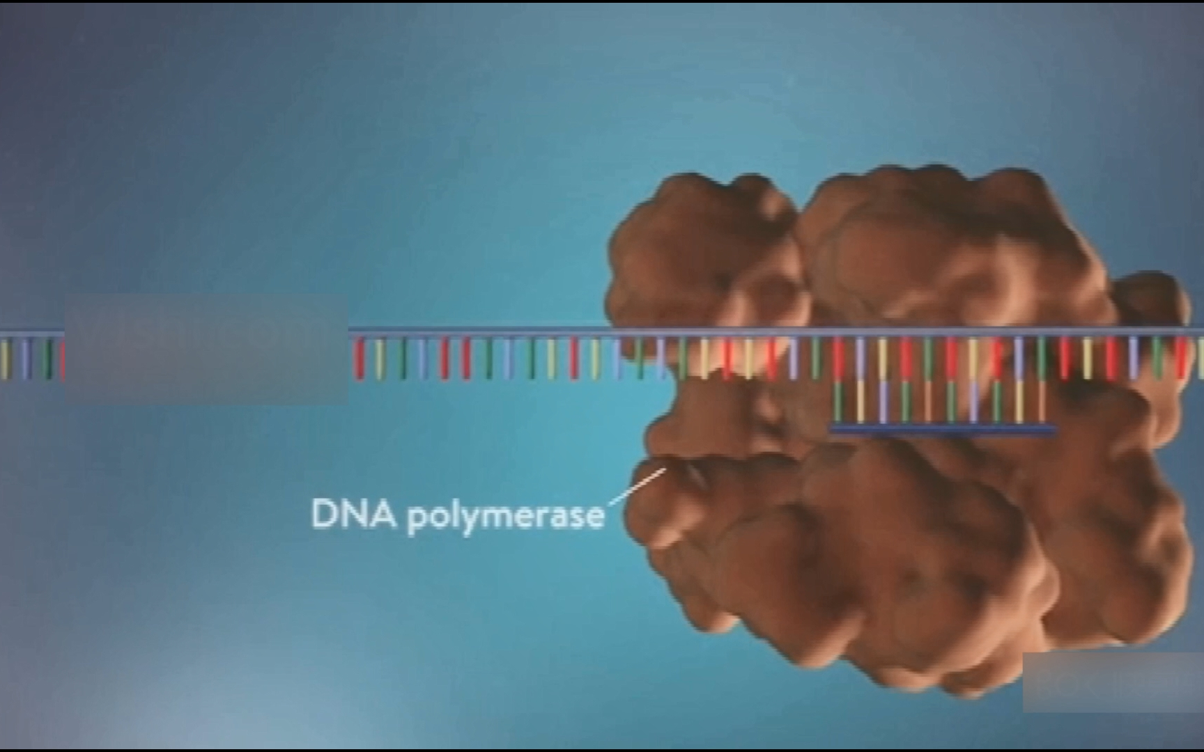 [图]【生物】DNA基因分子分裂自我复制三维动画