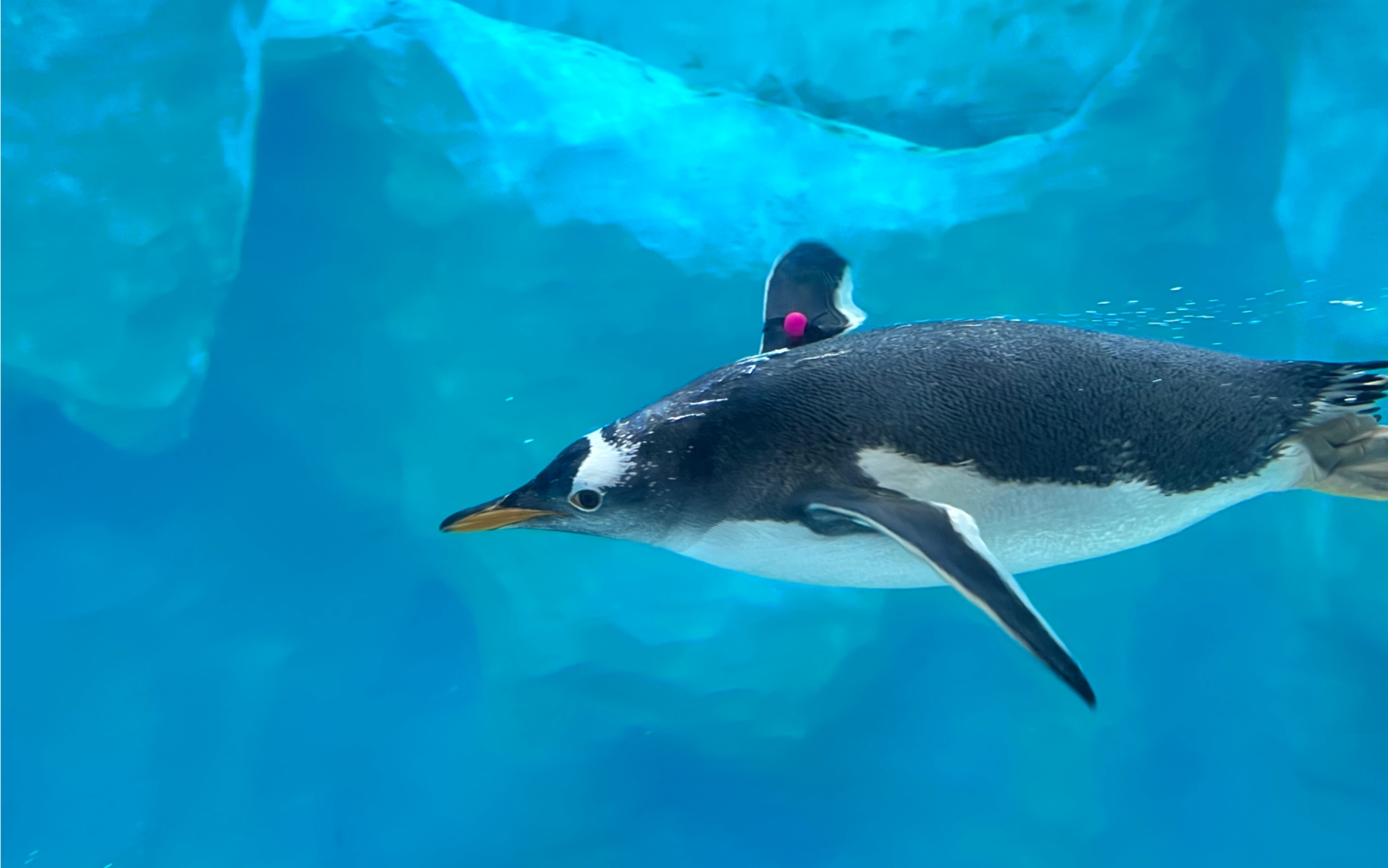 可爱的海洋小精灵