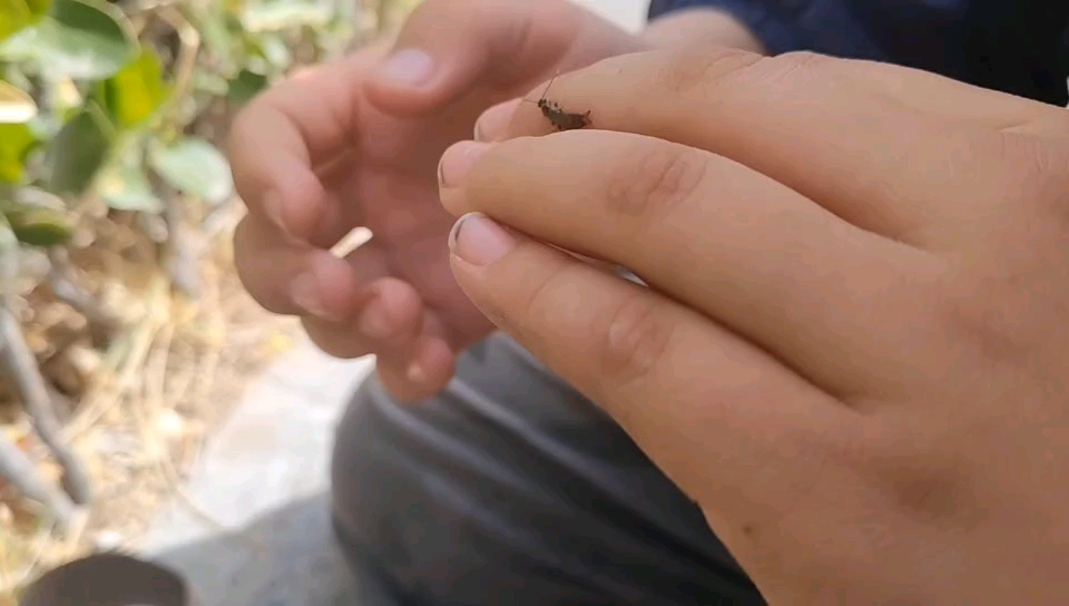 这种昆虫叫小夹子虫