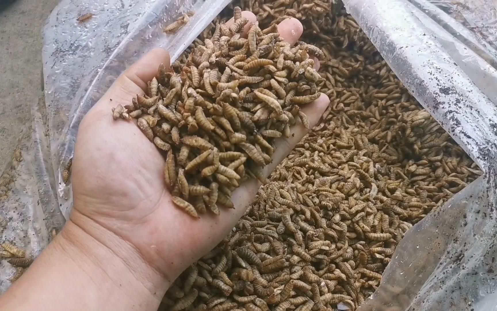 送黑水虻冻虫给养殖户测试,开包要货