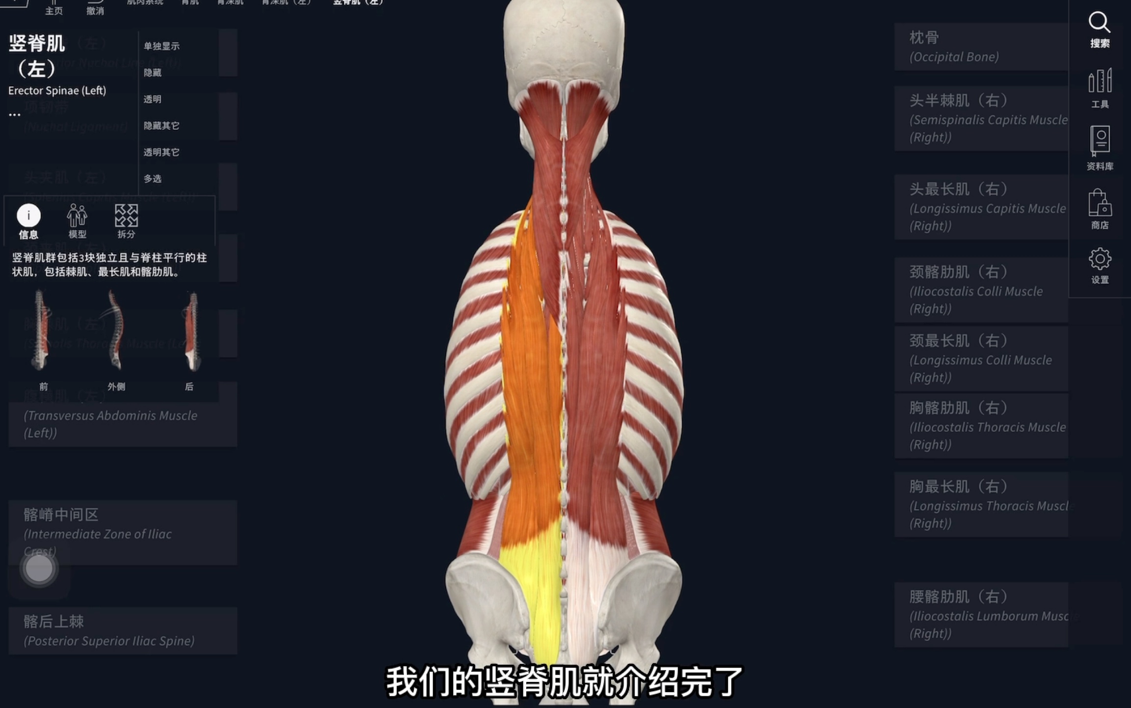 竖脊肌组成—— 棘肌、最长肌、髂肋肌哔哩哔哩bilibili