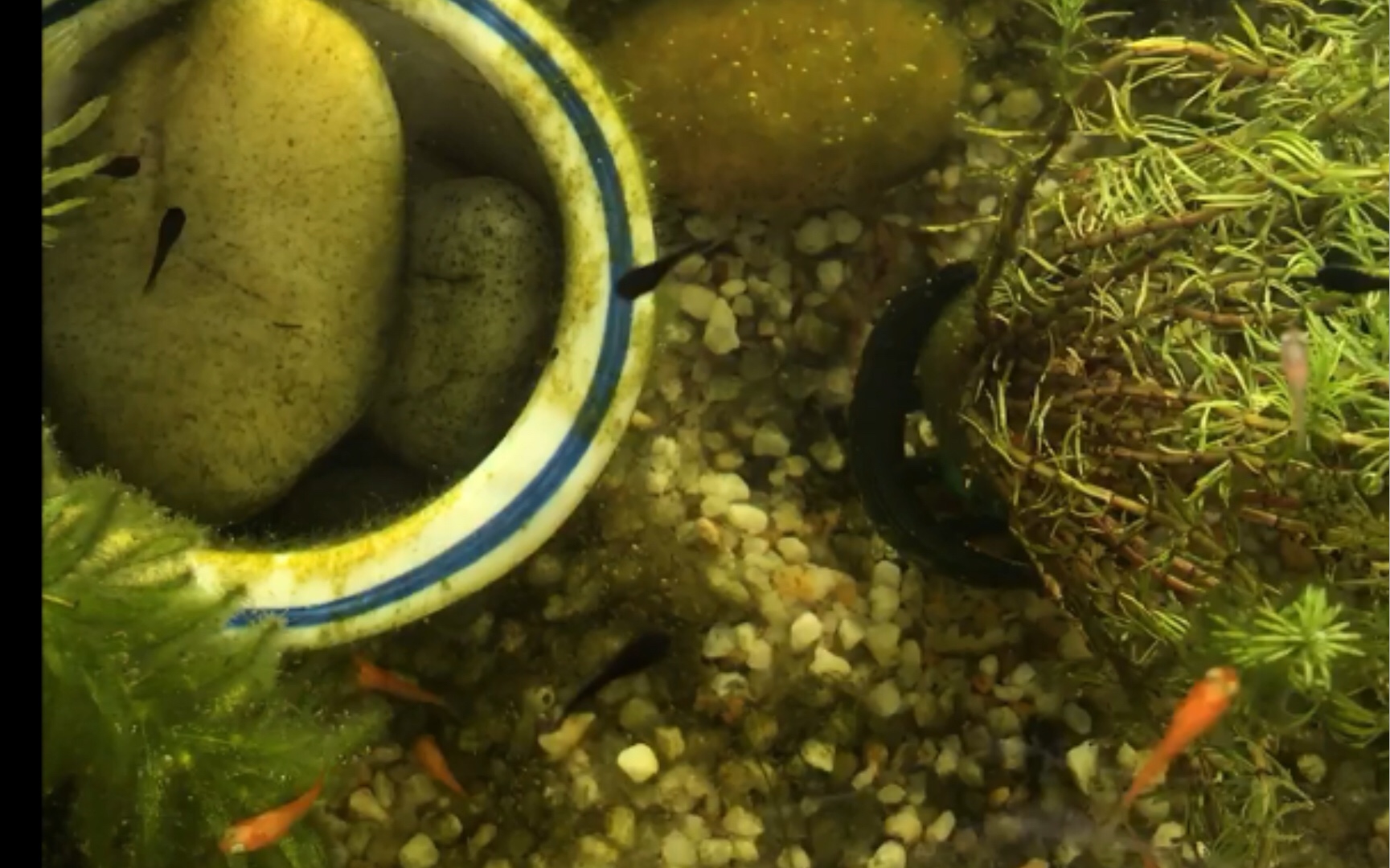 活动作品养鱼日常记录20201023黑玛丽生小鱼