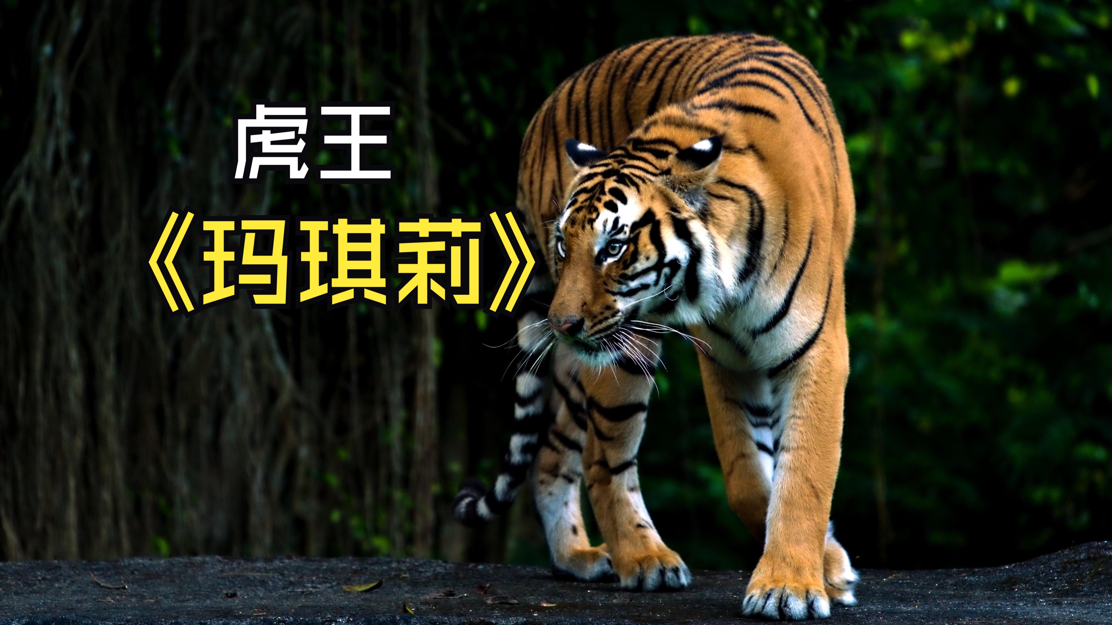 虎王邦加拉，虎王邦加拉什