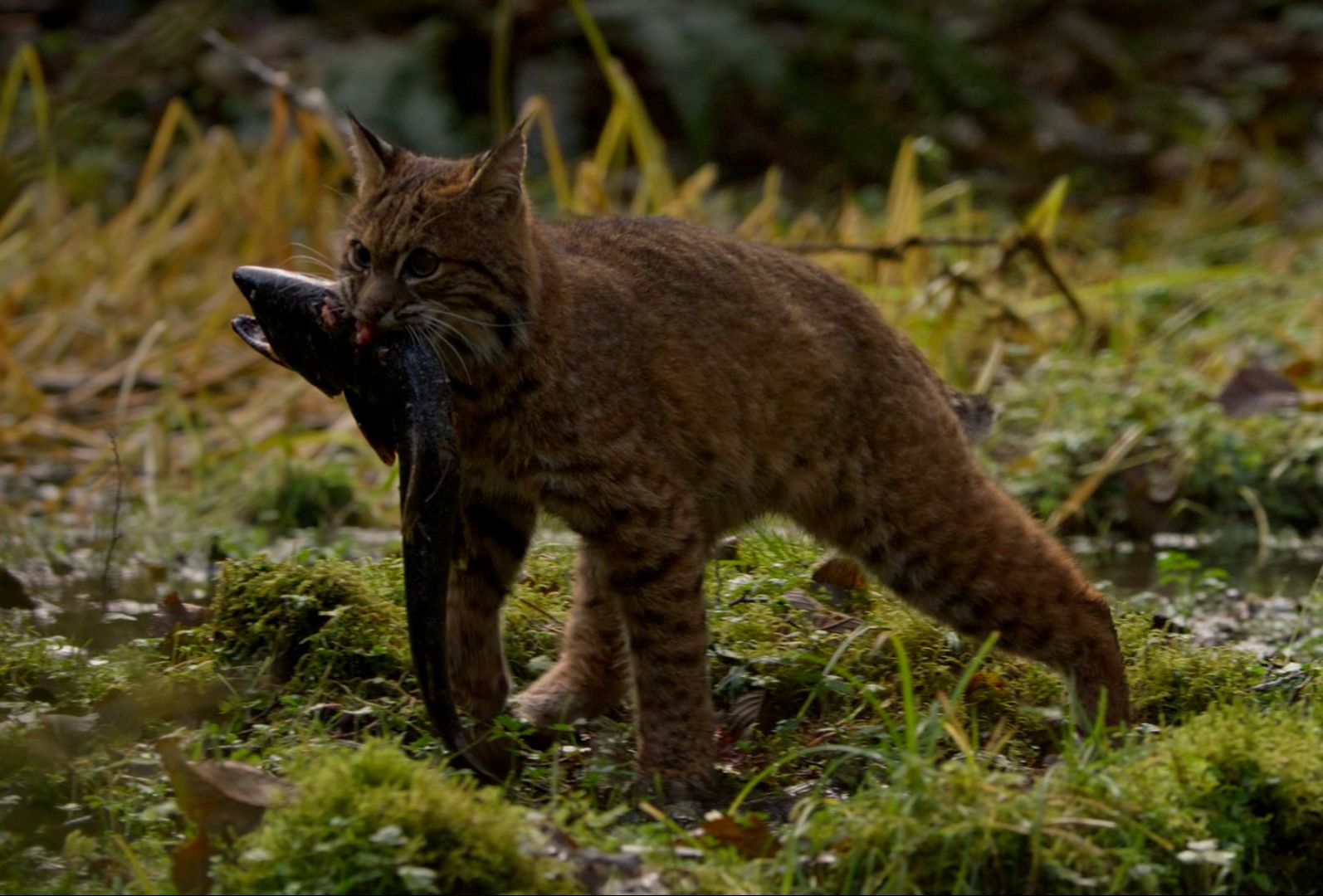 短尾猫为了度过即将到来的冬天,狩猎比自己还要重的鲑鱼