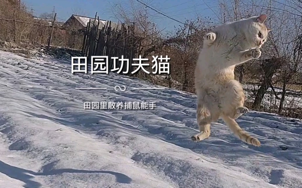 [图]田园功夫猫，雪地捕猎演练篇