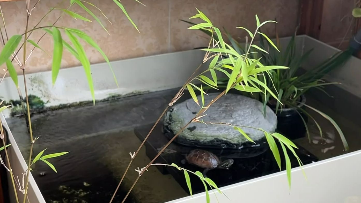 进入梅雨季节了，呆在家中看看龟