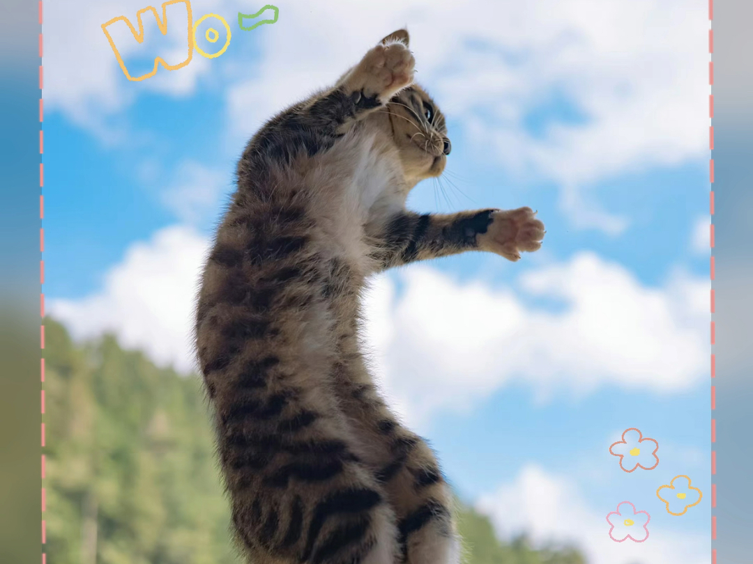 会飞的猫!