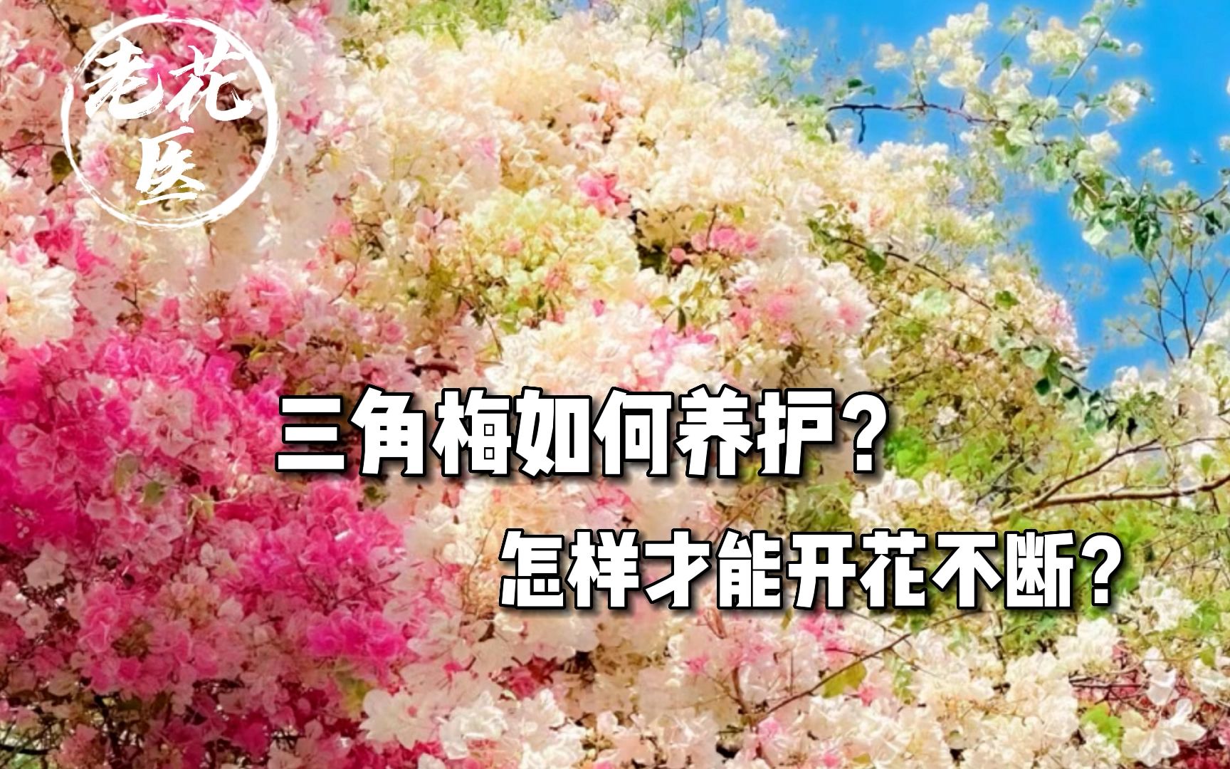 三角梅如何养护?怎样才能开花不断?哔哩哔哩bilibili