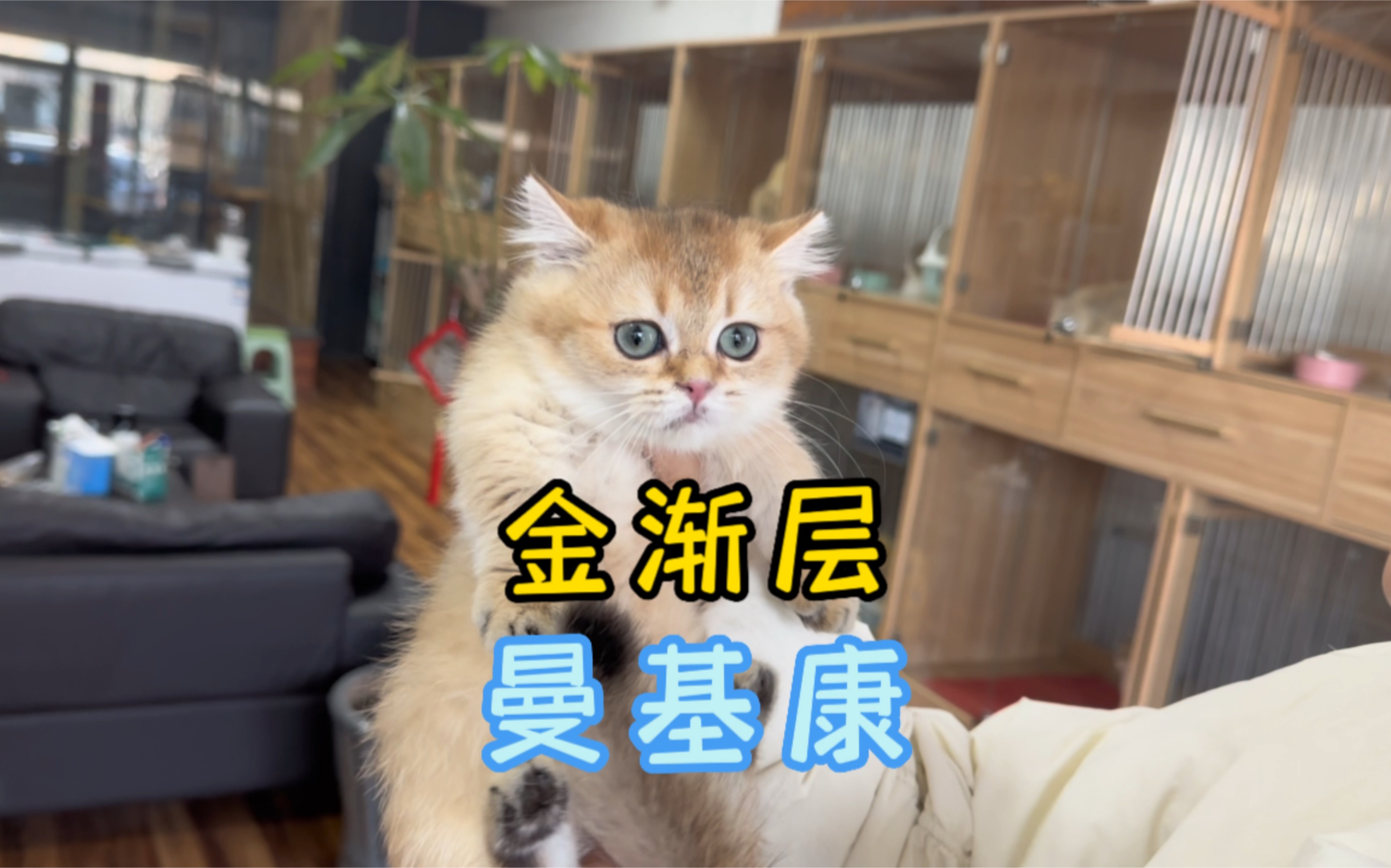 矮脚的金渐层猫,也叫金渐层曼基康,你喜欢吗?哔哩哔哩bilibili