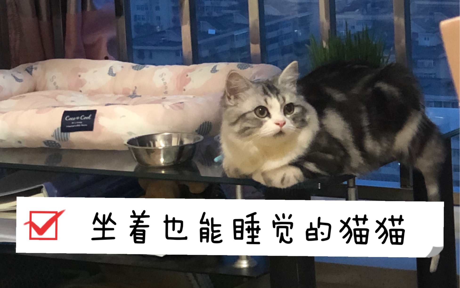小猫咪睡觉啦