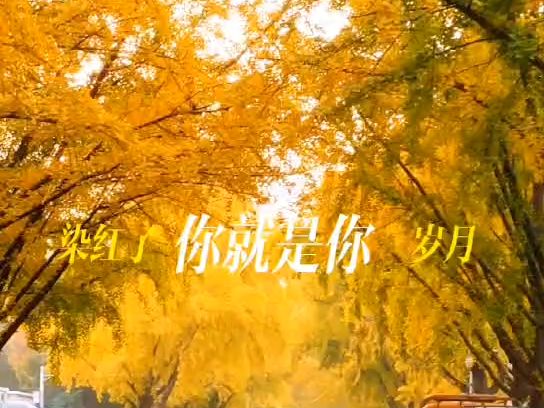 11.02 | 银杏大道真好看~哔哩哔哩bilibili