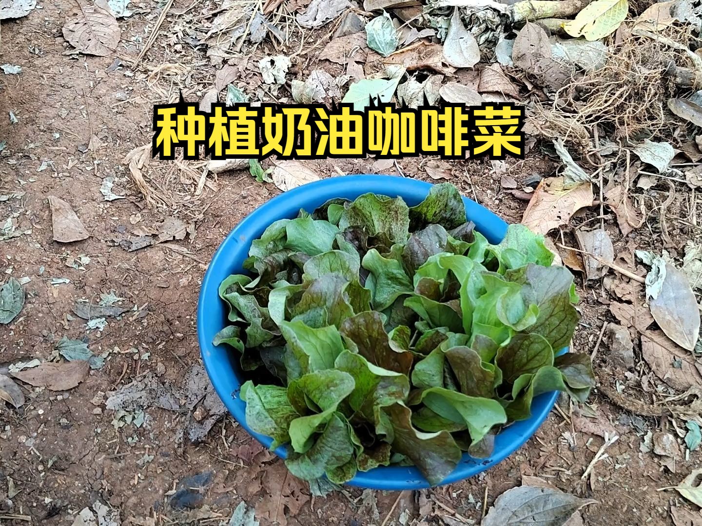 种植奶油咖啡菜