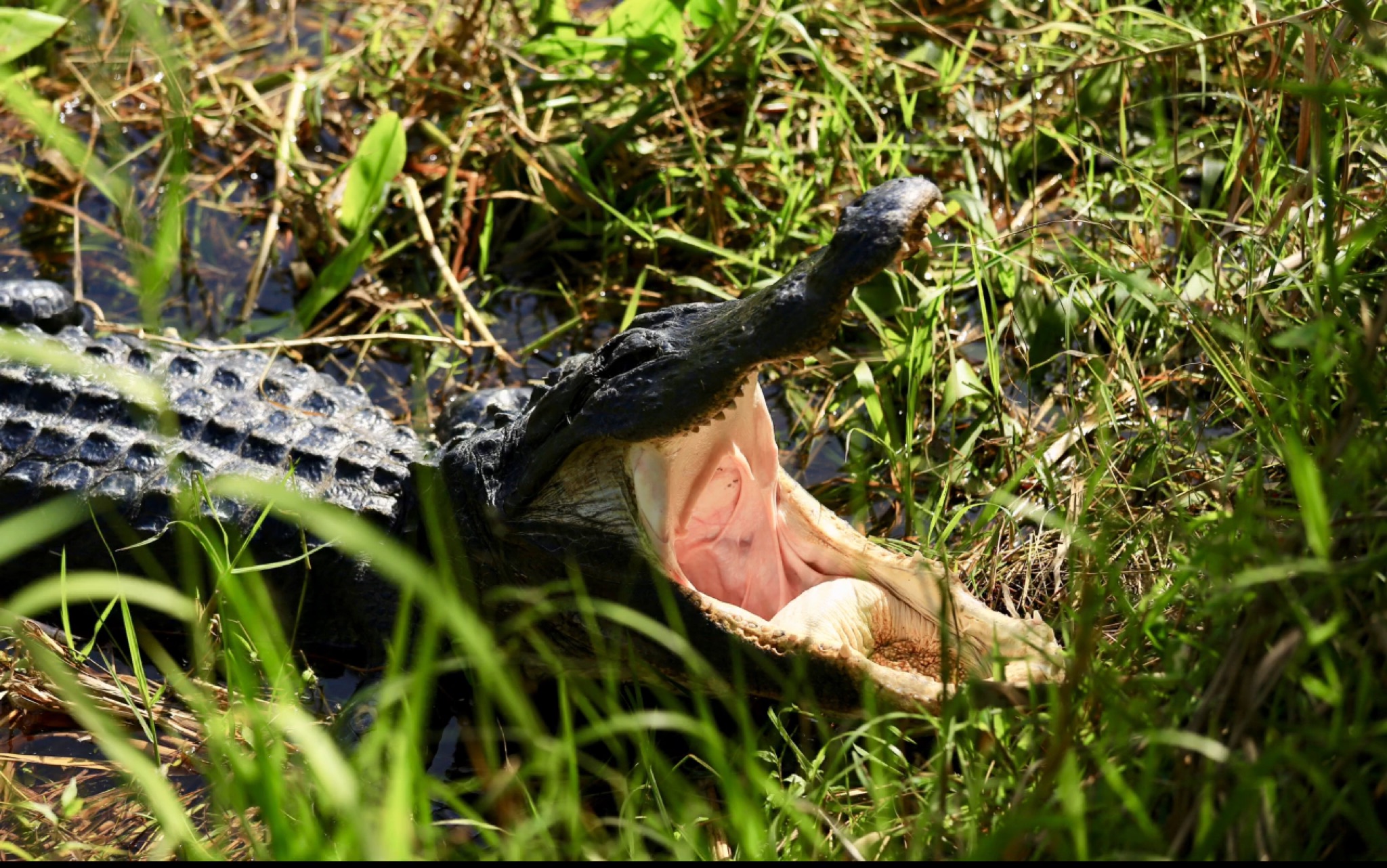 大沼泽湿地公园的鳄鱼们