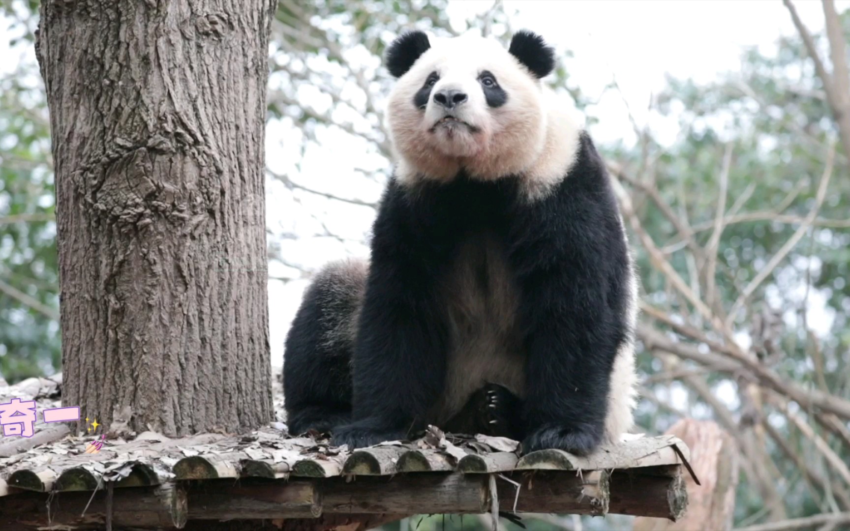 【大熊猫奇一】对面的人呀,你知道吗?这就是一个熊的寂寞,抠痒痒还得自己来!哔哩哔哩bilibili