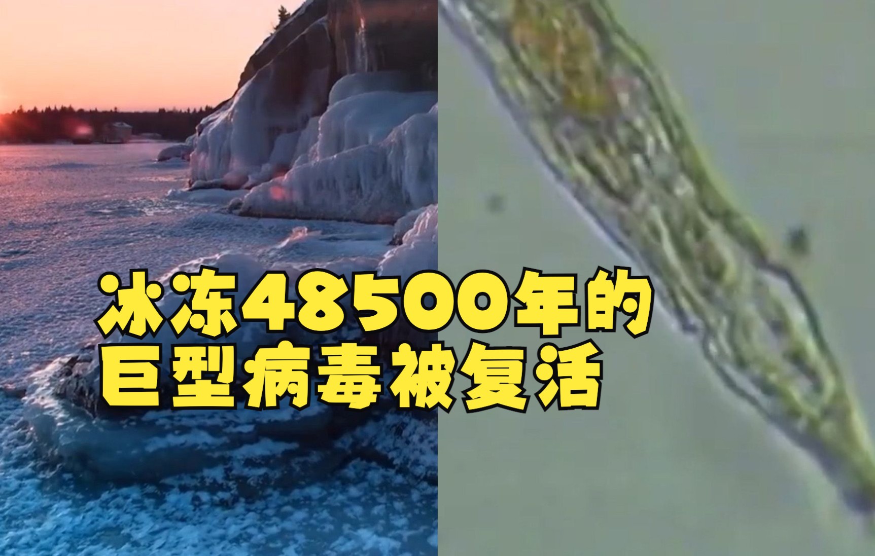 法国科学家复活被冰冻48500年的巨型病毒:可能感染动植物,包括人哔哩哔哩bilibili