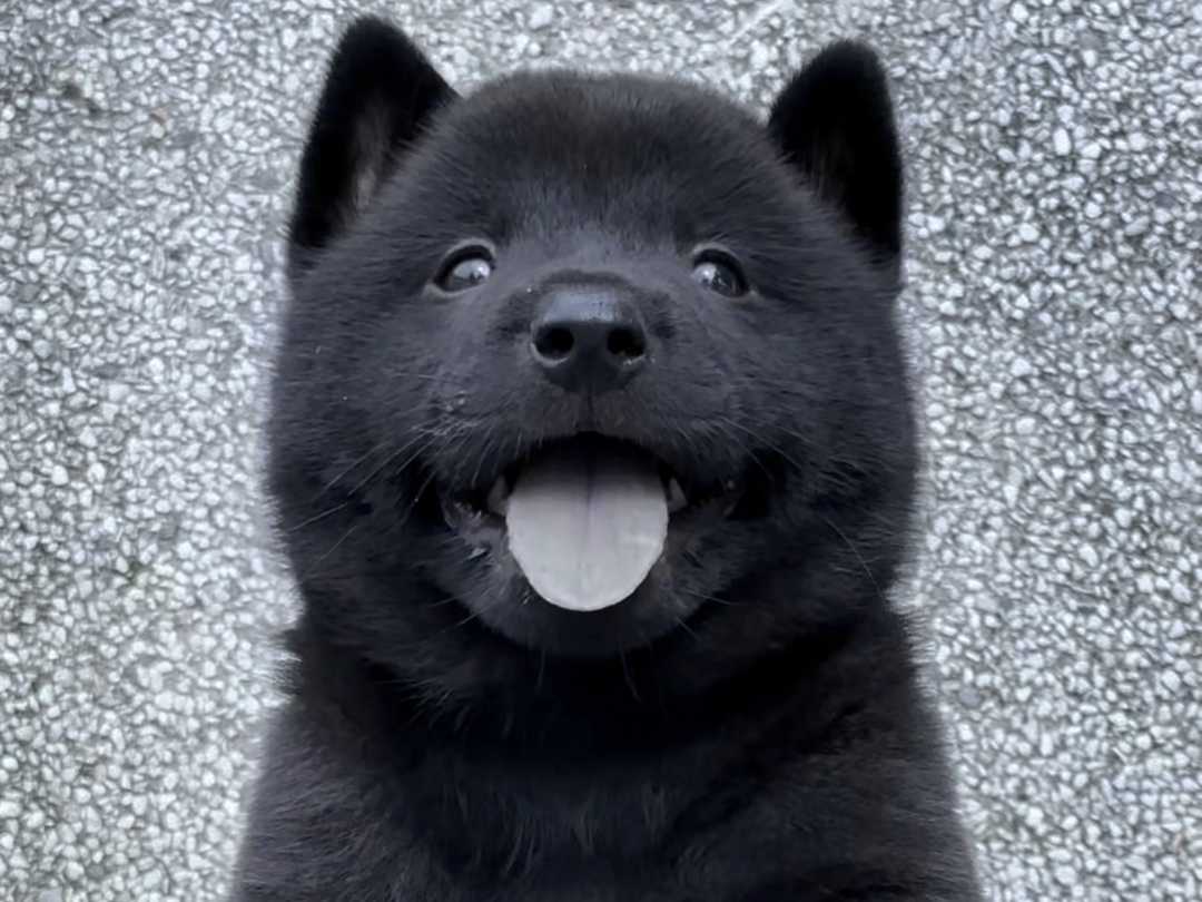 它就是辟邪镇宅神犬《中华五黑犬》