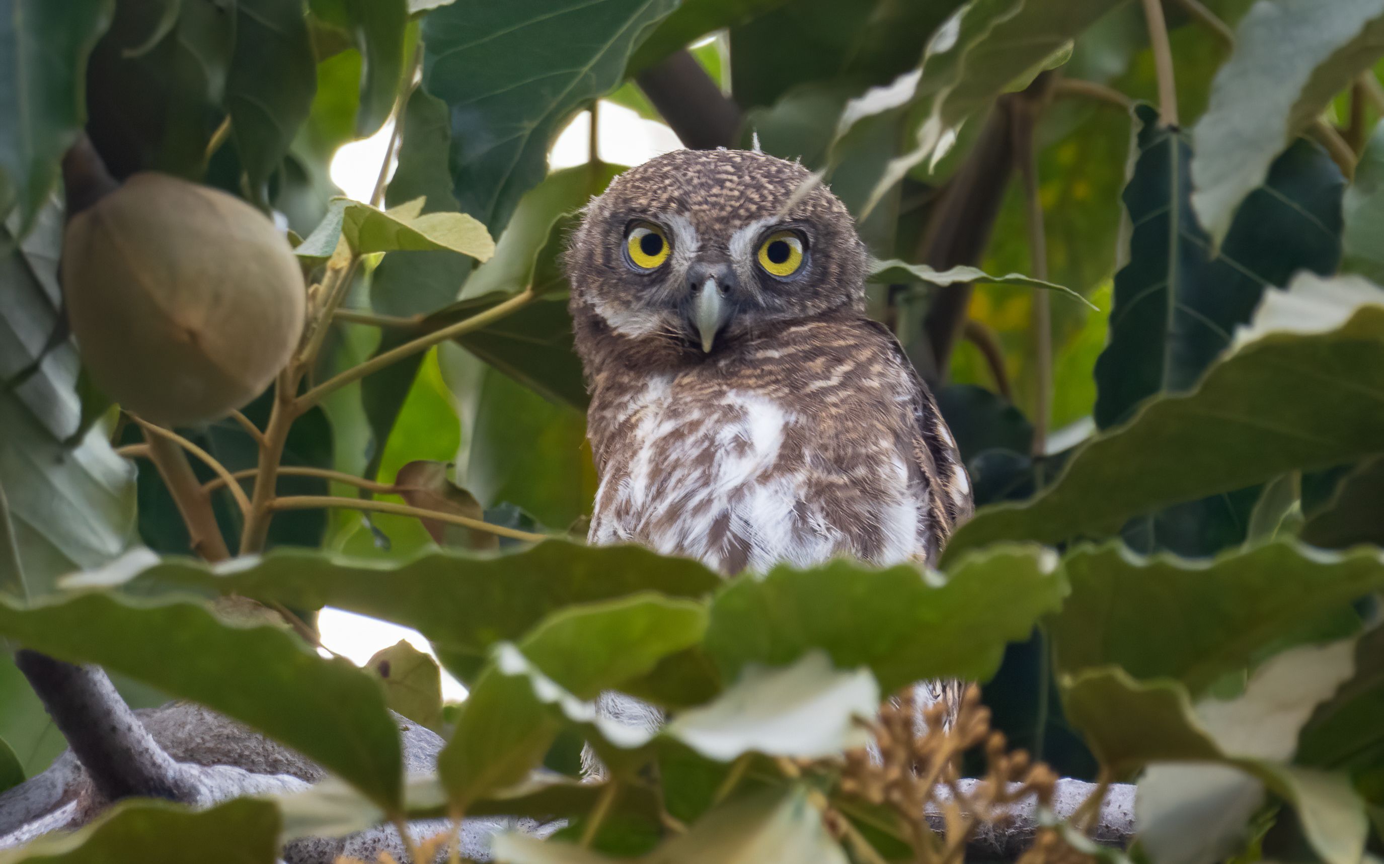 【猫头鹰】正在等待父母回来喂哺的小斑头鸺鹠