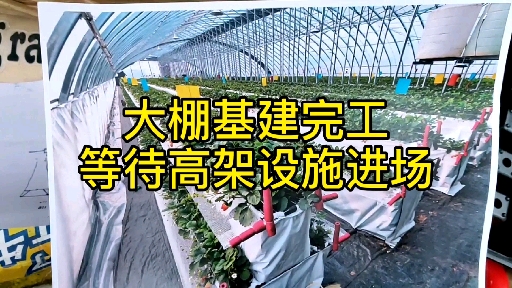 大棚基建完工,高架种植设施选型完毕,就等着进场了.哔哩哔哩bilibili