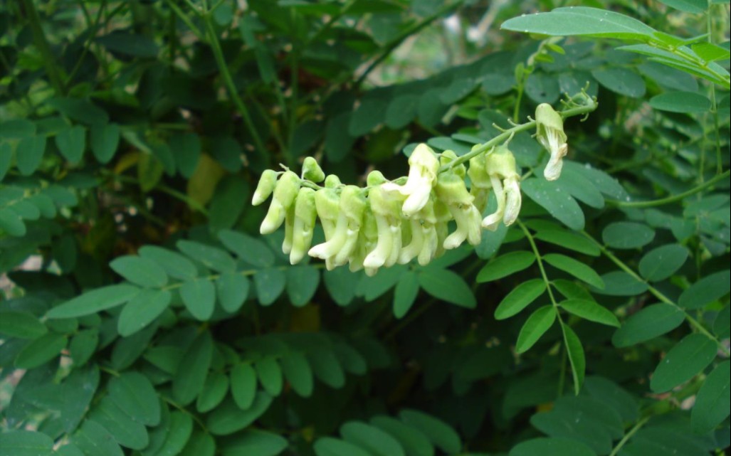 苦参麻草药图片图片