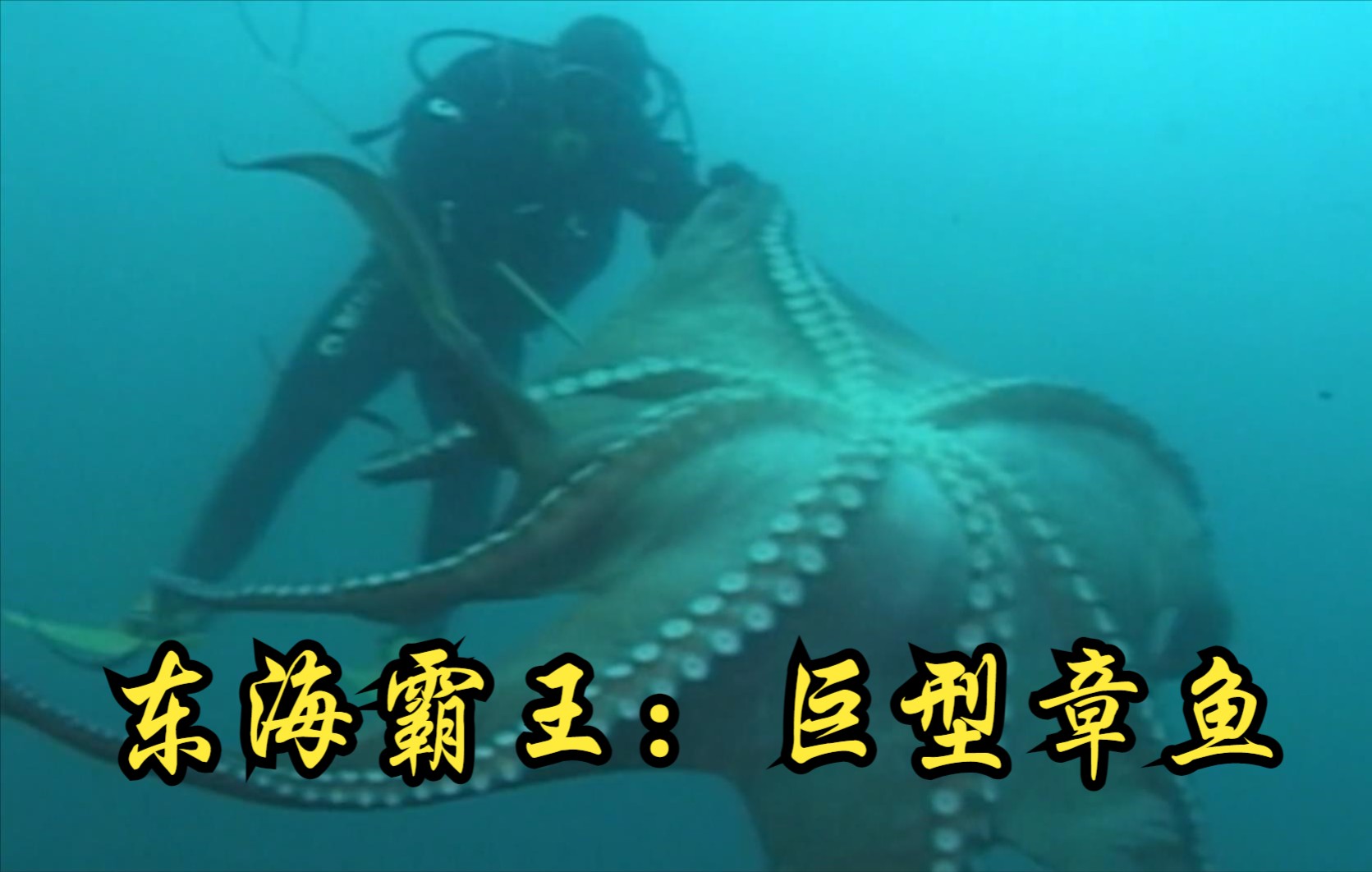 [图]【英国】【纪录片】东海霸王：巨型章鱼 Overlord of the East China Sea: Giant Octopus