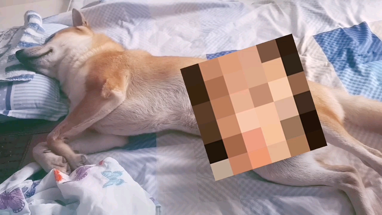 《中华田园犬》那些说大壮吃可爱多长大的快来看看大壮这臭蹄子长大的