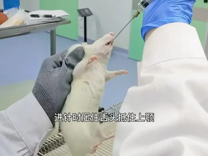 大鼠灌胃过程超详细示范_哔哩哔哩_bilibili
