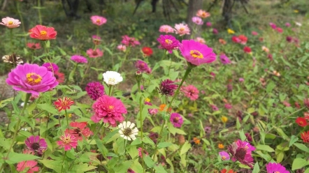 [图]盛开，在未名花岸，如火如荼。