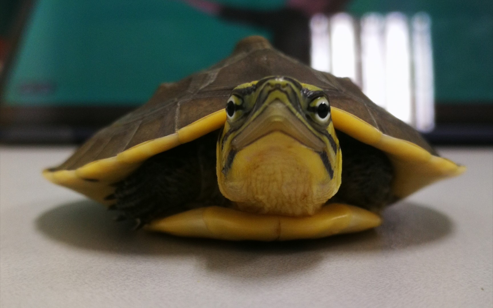 扁安布闭壳龟又被驿站柜台小姐姐开箱了