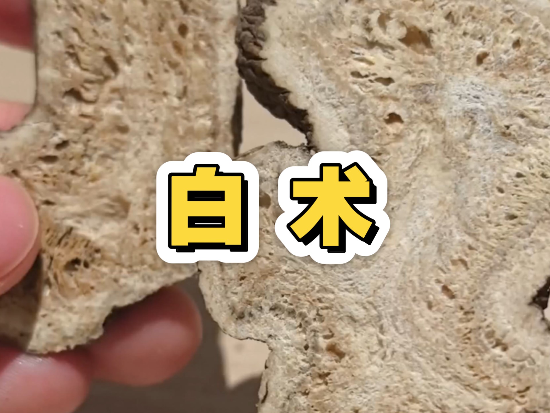 认识中药材第15味【白术】