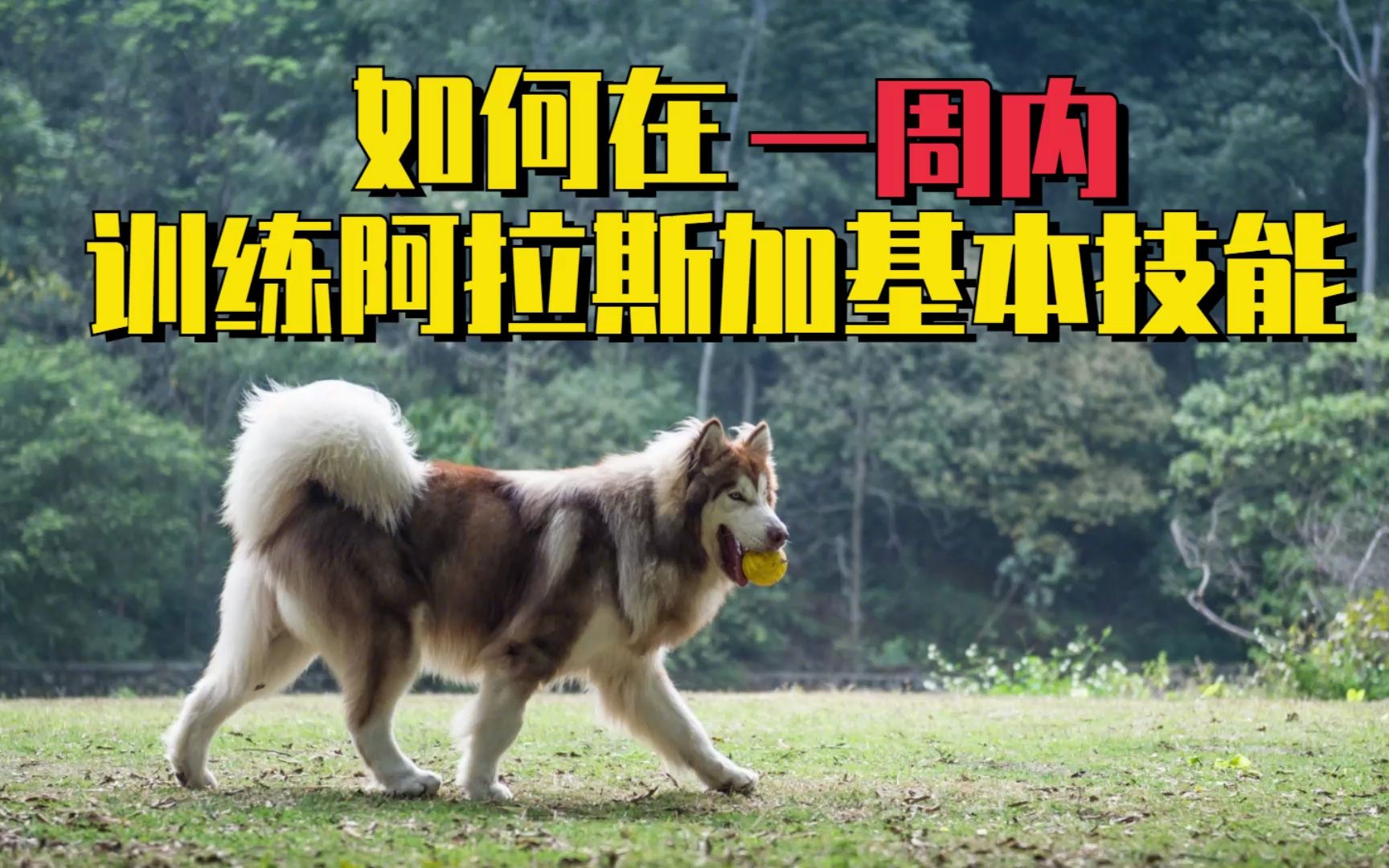 如何在一周内训练阿拉斯加基本技能?