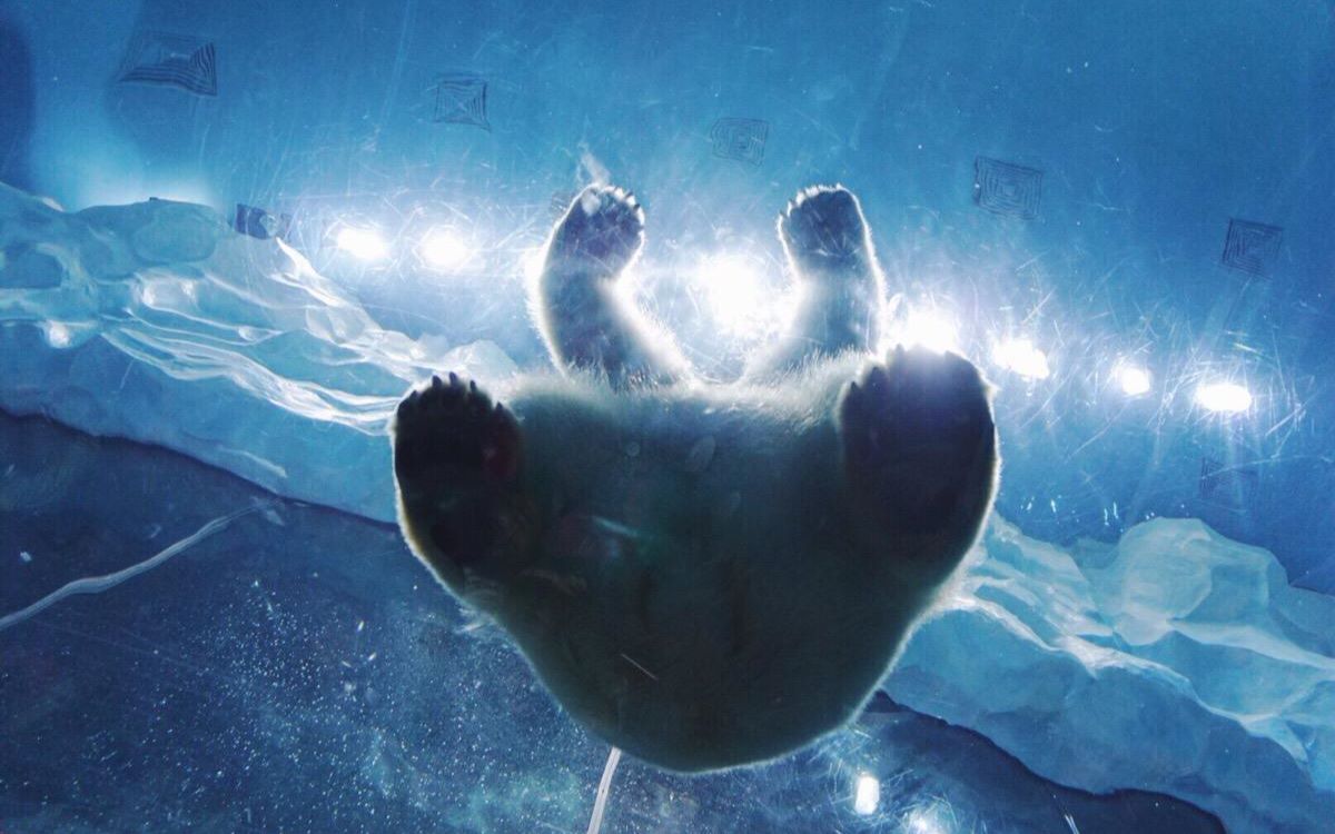 【呆熊】憨憨的北极熊 潜水吃肉