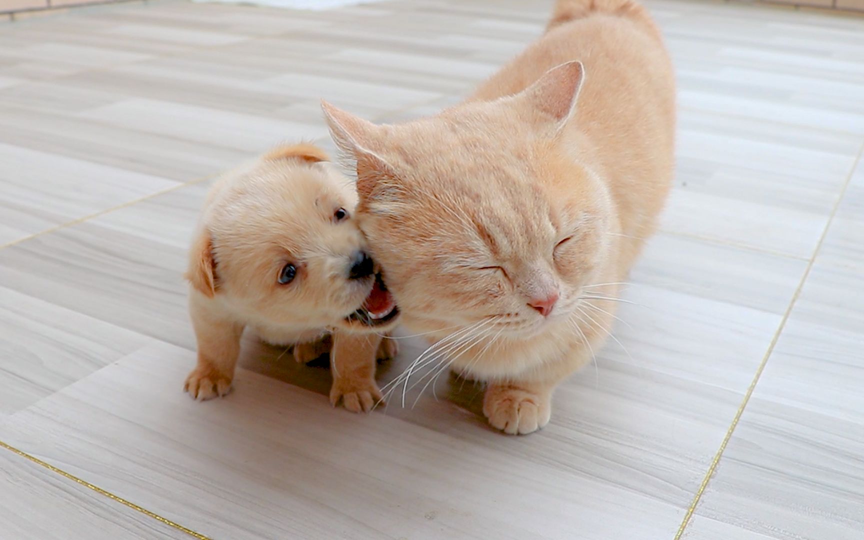 小奶狗的爱情故事!奶猫奶狗相爱,神仙也羡慕不来!